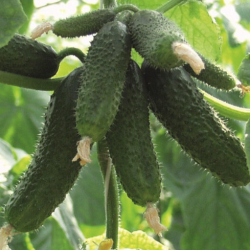 Ogórek Amour f1 250 nasion prec. ST